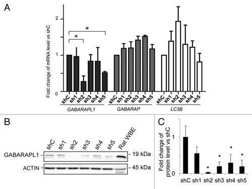 Figure 1.GABARAPL1 mRNA and protein expression are significantly decreased in the MDA-MB-436-sh2 clone. (A) GABARAPL1, GABARAP, and LC3B mRNA expression was analyzed by qRT-PCR in the different MDA-MB-436 stable cell lines. The different stable cell lines, expressing 1 of the 5 shRNAs directed against the GABARAPL1 gene (sh1 to sh5), were compared with the stable MDA-MB-436 cell line expressing a control shRNA (shC). *P < 0.05, vs shC (n = 3). (B) GABARAPL1 expression levels in the MDA-MB-436 stable cell lines were determined by western blotting. Total proteins (40 µg) were separated on a 15% SDS-PAGE gel and immunoblotted using anti-GABARAPL1 and anti-ACTIN antibodies and the ECL Plus reagent. A representative experiment of 3 performed is shown. Rat whole brain extract (WBE) was used as a positive control of GABARAPL1 expression. (C) Quantification of the signals observed on the western blot in (B). *P < 0.05, vs shC (n = 3).