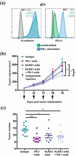 Figure 5. KLRG1 therapy alone decreases 4T1 tumor burden in the lungs while double blockade therapy decreases subcutaneous 4T1 tumor burden