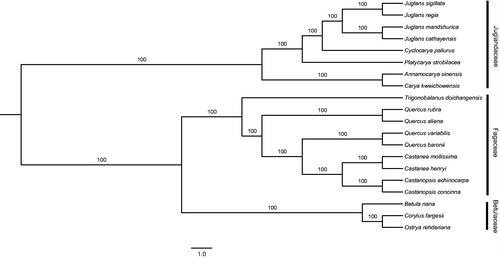 Figure 1. Maximum-likelihood (ML) phylogenetic tree based on complete plastid genome sequences of the 20 species.