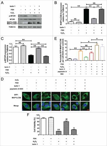 Figure 6. Suppression of autophagic death via the FSH-PI3K-AKT-MTOR axis improves GC survival upon oxidative stress. (A) Primary cultured GCs were exposed to 200 μM H2O2 for 1 h, washed with PBS, and then plated in serum-free medium containing FSH (7.5 IU/ml) and/or the MTOR inhibitor torin 1 (100 nM) for 2 h. The expression of MAP1LC3B and p-MTOR in GCs was determined by western blotting. (B and C), The MAP1LC3B-II accumulation and MTOR dephosphorylation were quantified by densitometric analysis. TUBA1A served as the control for loading. Data represent mean ± S.E; n = 3. **P < 0.01; NS, not significant, P > 0.05. (D) GCs transfected with GFP-MAP1LC3B plasmid for 48 h were incubated with 200 μM H2O2 for 1 h, rinsed in PBS, and cultured with serum-free medium in the presence or absence of 7.5 IU/ml FSH, 100 nM torin 1 and/or 10 μg/ml of autolysosome inhibitors (pepstatin A and E64) as indicated. Laser confocal-scanning microscopy was used to observe the GFP fluorescent puncta in GCs. Bar: 10 μm. (E) Quantification of the GFP-MAP1LC3B puncta per cell. Experiments were performed in triplicate, and cells were counted in 3 randomly selected fields in each coverslip. Data represent mean ± S.E; n = 3. *P < 0.05, **P < 0.01; NS, not significant, P > 0.05. (F) GCs were incubated for 1 h in 200 μM H2O2, washed with PBS, grown in serum-free medium containing FSH (7.5 IU/ml) and/or Torin 1 (100 nM) for 2 h, and then processed for determining cell viability using the CCK-8 assay. Data represent mean ± S.E; n = 3 in each group. ** Represents P < 0.01 compared with the control group. ## Represents P < 0.01 compared with H2O2-only-treated cells. & Represents P > 0.05 compared with H2O2-only-treated cells.