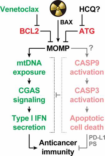 Figure 1. Mitochondrial apoptosis operates as a central rheostat to control the immunogenicity of irradiated cells. At least in some circumstances, radiation therapy (RT) can trigger abundant mitochondrial outer membrane permeabilization (MOMP) upon activation of BCL2 associated X, apoptosis regulator (BAX). In irradiated cells, MOMP is associated with the exposure of mitochondrial DNA (mtDNA) to the cytosol, which drives type I interferon (IFN) secretion via cyclic GMP-AMP synthase (CGAS). Conversely, it seems that RT-driven MOMP does not elicit potent caspase 9 (CASP9) and caspase 3 (CASP3) activation. This explains why type I IFN secretion and the consequent initiation of adaptive immune responses against irradiated cells has been documented in a variety of caspase-proficient models, despite the established capacity of active caspases to mediate immunosuppressive effects including CGAS cleavage, as well as CD274 (best known as PD-L1) and phosphatidylserine (PS) exposure. Both autophagy (ATG) and the anti-apoptotic protein BCL2 apoptosis regulator (BCL2) potently inhibit MOMP and its immunological consequences, delineating potential strategies for enhancing the immunogenicity (and hence the efficacy) of RT. While the safety and efficacy of ATG suppression with systemic hydroxychloroquine (HCQ) remain unclear, BCL2 inhibition with the clinically approved agent venetoclax stands out as a promising approach to clinical translation.