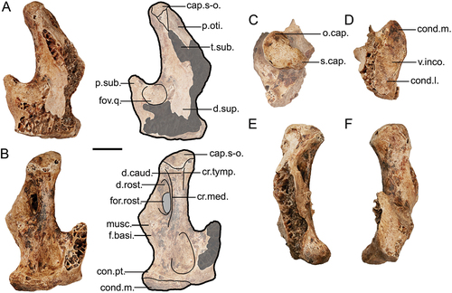 Figure 6. Genyornis newtoni right quadrate, NMV P256893: A. Lateral view, image and annotated outline; B. Medial view, image and annotated outline; C. Dorsal view; D. Ventral view; E. Rostral view; F. Caudal view. Annotations: cap.s-o., capitulum squamoso-oticum; cond.l., condylus mandibularis lateralis; cond.m., condylus mandibularis medialis; con.pt., condylus pterygoideus including facies articularis pterygoidei; cr.med., crista medialis; cr.tymp., crista tympanica; d.caud., depressio caudomedialis; d.rost., depressio rostromedialis; d.sup., depressio supracondylaris; for.rost., foramen pneumaticum rostromediale; f.basi., fossa basiorbitalis; fov.q., fovea quadratojugalis; musc., tubercles for insertion of m. protractor pterygoidei et quadrati; o.cap., otic part of capitulum squamoso-oticum; p.oti., pars otica; p.sub., prominentia submeatica; s.cap., squamosal part of capitulum squamoso-oticum; t.sub., tuberculum subcapitulare; v.inco., vallecular intercotylaris. Scale bars: 10 mm. Dark grey shading indicates regions where damage precludes morphological assessment, and light grey indicates the foramen pneumaticum rostromediale.