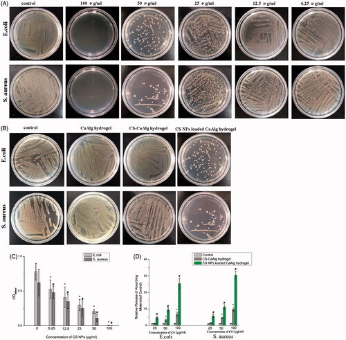 Figure 3. Photographs of culture plates of E. coli and S. aureus after exposure to CS NPs loaded CaAlg hydrogel containing different concentration of CS NPs (A). Photographs of the culture plates of E. coli and S. aureus after exposure to CaAlg hydrogel as well as CS-CaAlg hydrogel and CS NPs loaded CaAlg hydrogel with the same concentration of CS at 50 μg/mL (B). OD600 nm of bacterial suspension treated CS NPs loaded CaAlg hydrogel with different concentrations of CS NPs. These data represent three separate experiments and are presented as the mean values ± SD. *p < .05 versus OD600 nm of E. coli treated with control group, #p < .05 versus OD600 nm of S. aureus treated with control group. (C). Relative release of 260 nm absorbing materials from CS-CaAlg hydrogel and CS NPs loaded CaAlg hydrogel treated E. coli and S. aureus. These data represent three separate experiments and are presented as the mean values ± SD. *p < .05 CS-CaAlg hydrogel group versus control group, #p < .05 CS NPs loaded CaAlg hydrogel versus control group (D).