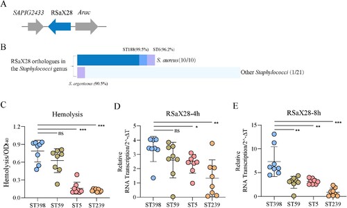 Figure 2. RSaX28 is a 533nt small RNA with high conservation in S. aureus. (A)Location of RSaX28 in the ST398 reference genome AM990992. (B) RSaX20 orthologues in the 10 most prevalent clonotypes of S. aureus and in other Staphylococci (dark blue and wathet blue bars indicate the 100% identity and absence of orthologues, respectively; instructions for other colours are indicated). (C)Hemolytic phenotype, transcripts levels of RSaX28 at (D) mid-log growth phase and (E) stationary growth phase in eight clinical strains in each clonotype from representative clones of CA-SA, including ST398 and ST59 clones, as well as from representative clones of HA-SA, including ST5 and ST239 clones. One-way ANOVA tests; ns, no significant difference; *, P < 0.05; ** P < 0.01; ***, P < 0.001.