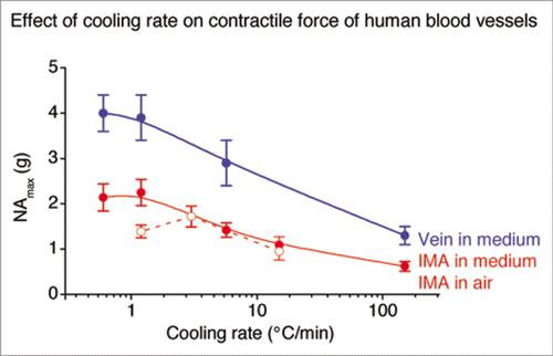 Figure 4 Maximal responses to noradrenaline of human saphenous veins (blue) and IMA cryopreserved in medium (red) and in air (broken line) (reviewed in refs. Citation6 and Citation36).