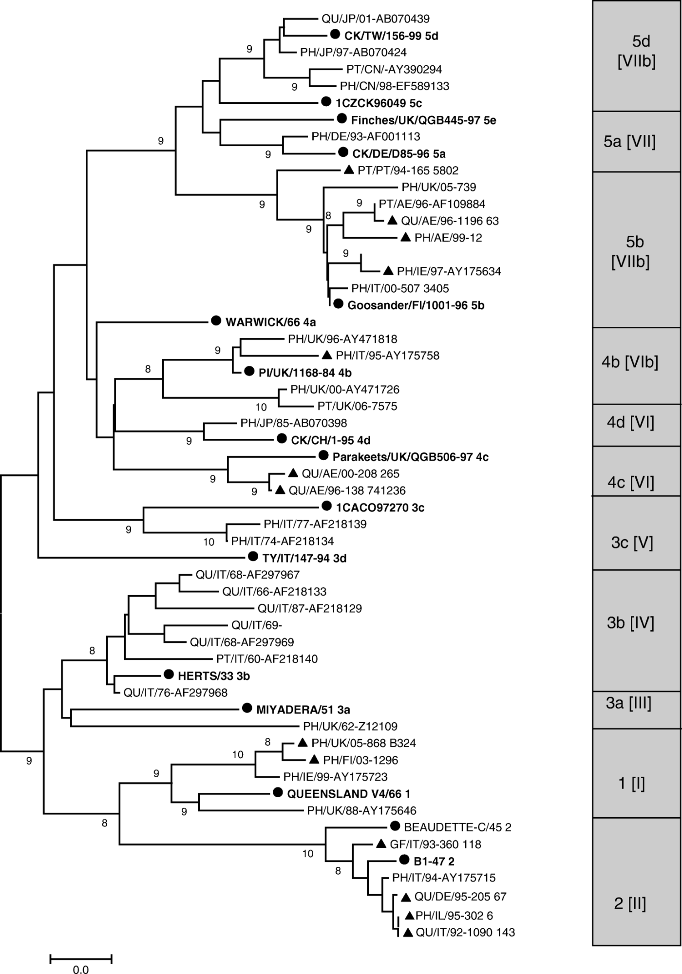 Figure 1.  Evolutionary relationships of 56 APMV-1 isolates. The evolutionary history was inferred using the neighbour-joining method (Saitou & Nei, Citation1987). The percentages of replicate trees in which the associated taxa clustered together in the bootstrap test (1000 replicates) are shown next to the branches (Felsenstein, Citation1985). The tree is drawn to scale, with branch lengths in the same units as those of the evolutionary distances used to infer the phylogenetic tree. The evolutionary distances were computed using the maximum composite likelihood method (Tamura et al., Citation2004) and are in the units of the number of base substitutions per site. Codon positions included were first+second+third. There were a total of 370 positions in the final dataset. Phylogenetic analyses were conducted in MEGA4 (Tamura et al., Citation2007). ▴, isolates sequenced in the present study; •, ‘reference strains’ to indicate genetic lineages according to Aldous et al. (2003). Host abbreviations: PH, pheasant; QU, quail; PT, partridge; GL, gull; CK, chicken; PI, pigeon; DK, duck. Country abbreviations are according to their ISO 3166-1 two-letter code (http://www.iso.org/iso/english_country_names_and_code_elements). The grey box indicates the NDV lineages (Aldous et al., 2003) and genotypes (Lomniczi et al., 1998) of the isolates in the present study.