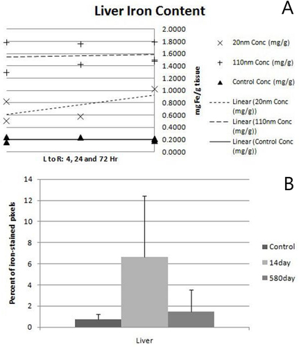 Figure 2 ICP-MS liver iron content after 72 hours (A) and after 14 days (concerns 110 nm-sized MNPs) (B). Percent of iron-stained pixels in liver tissue (iron-stained pixels were identified by calculating the Euclidian distance of each pixel to an average iron-stained RGB value given from a Prussian Blue iron-stained control slide). Used with permission of SPLE, from In Vivo Biodistribution of Iron Oxide Nanoparticles: An Overview. Energy Based Treat Tissue Assess, Tate JA, Petryk AA, Giustini AJ, Hoopes PJ. 2011; permission conveyed through Copyright Clearance, Inc.Citation61