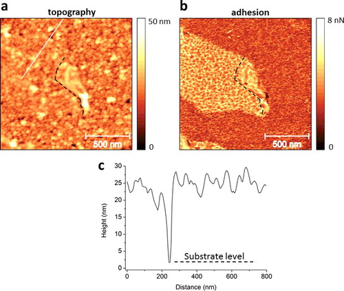 Figure 1. Peakforce AFM images of graphene-covered SiO2 nanoparticle film. (a) AFM topographic data. (b) Adhesion map corresponding to the area in (a). (c) Line section along the white line in (a).