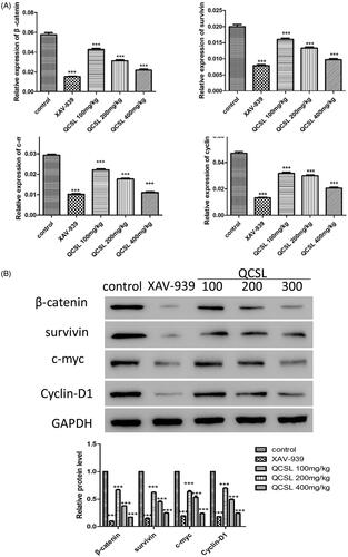 Figure 4. QCSL inhibits tumour growth via regulation of the WNT/β-catenin pathway. (A) The mRNA expression levels of β-catenin, survivin, c-myc and cyclin D1 were measured by real-time PCR. (B) The protein expression levels of β-catenin, survivin, c-myc and cyclin D1 were analysed by western blot. ***p < 0.001 compared to control group.