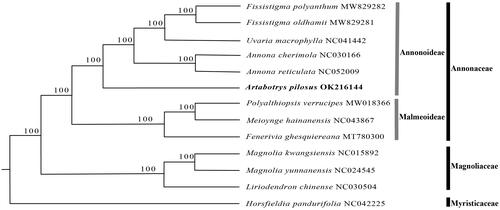 Figure 1. Maximum likelihood tree of A. pilosus and related species based on whole chloroplast genome sequences. Numbers beside each node are bootstrap values.