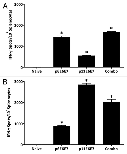 Figure 3. IFN-γ ELISpot assays show induction of robust cell-mediated responses by p6E6E7 (A) and p11E6E7 (B) in C57BL/6 mice. Assays were performed using splenocytes isolated from mice in each respective group (5 mice per group) after three biweekly immunizations. Each immunization consisted of 20μg per construct. Mice in combo group received both p6E6E7 and p11E6E7 at 20μg per construct, for a total of 40μg DNA per immunization. DNA was administered via IM injection, followed by electroporation (* denotes p < 0.05).