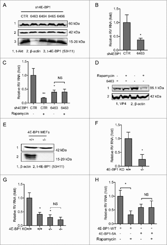 Figure 5. 4E-BP1 is a downstream effector of PI3K-Akt-mTOR signaling in sustaining rotavirus infection. (A) Western blot assay detected t-Akt and t-4E-BP1 (53H11) in lentiviral RNAi against 4E-BP1 transduced Caco2 cells. (B) Knockdown of 4E-BP1 significantly inhibited SA11 rotavirus genomic RNA quantified by qRT-PCR (n = 5, mean ± SEM, #P < 0.05, Mann-Whitney test). (C) Anti-rotavirus effect of rapamycin (10 nM) was abolished in 4E-BP1 knockdown Caco2 cells (n = 5, mean ± SEM, #P < 0.05, ##P < 0.01, Mann-Whitney test). (D) Western blot assay confirmed that anti-rotavirus effect of rapamycin (10 nM) was abolished in 4E-BP1 knockdown Caco2 cells. (E) Western blot indicated bona fide knockdown of 4E-BP1 in knockout (−/−) MEF cells. (F) SA11 rotavirus replication was potently restricted in 4E-BP1 knockout (−/−) MEF cells (n = 4, mean ± SEM, #P < 0.05, Mann-Whitney test). (G) Anti-rotavirus effect of rapamycin (10 nM) was attenuated in 4E-BP1 knockout (−/−) MEF cells (n = 8, mean ± SEM, #P < 0.05, Mann-Whitney test). (H) Rapamycin inhibited rotavirus replication in 4E-BP1 KO MEFs transfected with 4E-BP1-WT plasmids; while this antiviral effect was abolished in 4E-BP1 KO MEFs transfected with 4E-BP1–5A plasmids (n = 5, mean ± SEM, #P < 0.05, Mann-Whitney test).