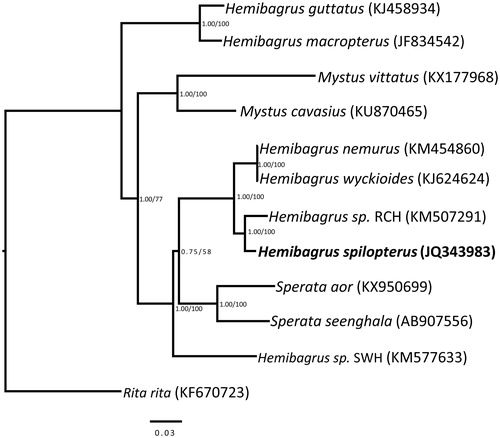Figure 1. Phylogenetic tree of H. spilopterus and the other 11 bagrid species based on maximum likelihood (ML) and Bayesian inference (BI) methods. The BI posterior probability and the ML bootstrap value are shown at the nodes.