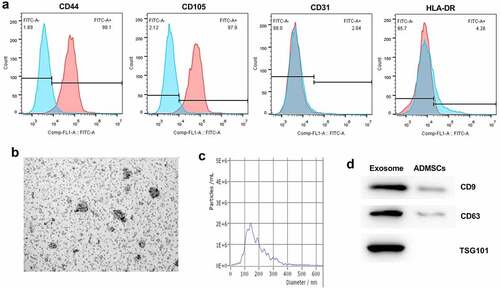 Figure 1. Identification of ADMSCs and exosomes. (a) Flow cytometric analysis of cell surface protein expression of isolated ADMSCs. (b) The ultrastructure of ADSCs-exo under TEM. (c) Exosomes size distribution was analysed using NTA. (d) The expression of CD9, CD63 and TSG101 was detected using western blot.