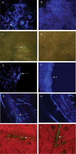 Fig. 1 Microscopic images of leaf tissues after spray-inoculation with a GFP-tagged strain of Dickeya solani, or mock-inoculated. Green fluorescent bacterial cells or signals in the images are indicated with an arrow. (a) Confocal laser scanning microscopy (CLSM) image of a stoma on the adaxial side of an inoculated potato leaf. (b) Mock-inoculated. Leaflets sampled at 1 day after inoculation, were incubated overnight on water agar at 25°C prior to observation. Photomicrographs were taken with a 40x (a) or 10× (b) objective lens. (c) Epifluorescence stereomicroscopy (ESM) image of a stoma on the adaxial side of an inoculated potato leaf. (d) Mock-inoculated. Leaflets were sampled 7 days after inoculation and incubated on water agar for 2 days at 25°C to support bacterial growth. Photomicrographs were taken with a 20× (c) or 40× (d) objective lens. (e) CLSM image of a hydathode of an inoculated potato leaf. (f) Mock-inoculated. Leaflets sampled at 0 dpi were placed on water agar and incubated overnight at 25°C prior to observation. Photomicrographs were taken with a 40× objective lens. (g) CLSM image of vascular tissue of the abaxial side of an inoculated potato leaf. (h) Mock-inoculated. Photomicrographs were taken with a 10× objective lens 7 days after inoculation. (i and j) ESM images of the adaxial side of wounded potato leaf tissue. Leaflets were collected shortly after leaf inoculation, placed on water agar and incubated overnight at 25°C prior to observation. Notice the striped pattern of the infected tissues consistent with the striped pattern of the superficial wounds at the time of inoculation. Photomicrographs were taken with a zoom magnification objective at 10×