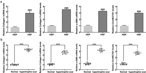 Figure 1. circHECTD1 expression in cells and human tissues. (a) Expression of collagen I, collagen II, α-SMA mRNAs, and circHECTD1 in HDF and HSF detected by RT-qPCR. ***P < 0.001 versus HDF; n = 3. (b) Expression of collagen I, collagen II, α-SMA mRNA, and circHECTD1 in normal skin tissues and HS fibrous skin tissues was detected by RT-qPCR. ***P < 0.001 versus normal; n = 10.