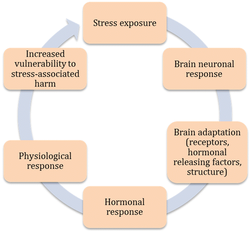 Figure 1. Cartoon to show relationship between chronic stress and changes in brain biology.