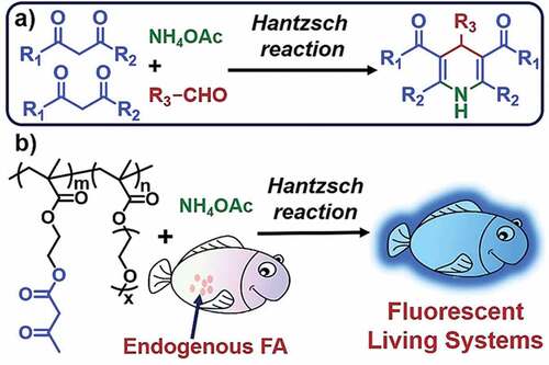 Figure 10. (a) Hantzsch Reaction and (b) the reaction of the polymeric probe with FA. Reused with permission from ref [Citation87]. Copyright 2018 American Chemical Society.