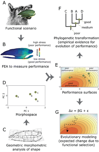 FIGURE 2. Schematic overview of using FEA and GM to study the evolution of morphology. A, a functional scenario of interest is identified, such as the resistance of streamlined turtle shells to predatory bites; B, FEA is used to model the performance of an organism's morphology in a given functional scenario. Here the stress induced on a turtle shell by a predator's bite is shown. The model is repeated across all taxa in the analysis and a performance index is derived from the stress or strain patterns; C, GM is used to characterize the shape of the morphology. In this case landmarks are used to quantify the shape of a turtle shell; D, multivariate ordination, such as PCA, is used to create a morphospace that portrays aspects of shape variation among many specimens or taxa; E, multivariate regression or polynomial surface fitting is used to estimate a performance surface by fitting the performance indices of the taxa to their spacing in morphospace; F, performance indices, trade-off weights, selection intensity, or other parameters can be mapped onto phylogenetic trees to estimate evolutionary changes from empirical data; G, performance surfaces for one or more functional scenarios can be combined into an adaptive landscape with which the expected evolutionary outcomes of selection can be simulated.