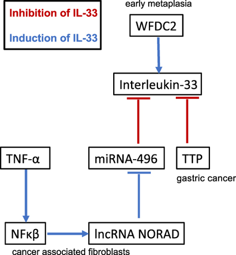 Figure 3 Regulation of IL-33 expression. Several cell types within the gastric metaplasia and gastric cancer microenvironment including the gastric cancer cells, fibroblasts, and inflammatory cells regulate the expression of IL-33 through multiple mechanisms. All may be potential areas for therapeutic intervention.
