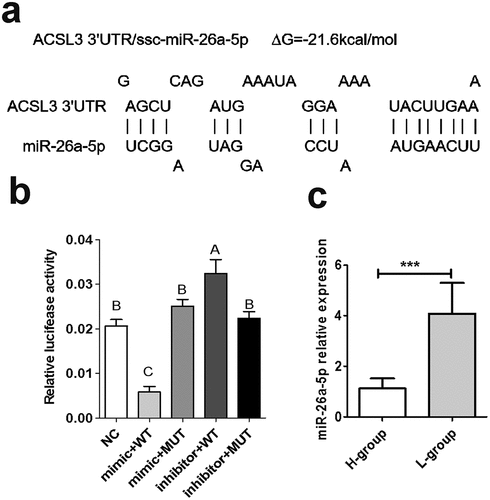 Figure 3. ACSL3 is a direct target of miR-26a-5p. (a) The predicted interaction between ACSL3 3ʹUTR and miR-26a-5p. (b) Dual luciferase reporter assay to detect the interaction of ACSL3 and miR-26a-5p in PK-15 cells. (c) Relative expression of miR-26a-5p in the longissimus dorsi of pigs with higher fat content (H-group) or lower fat content (L-group). Results are presented as means ± SEM; n = 3; *** P < 0.001; Labels with different superscripts indicate extremely significantly different values (P < 0.01).