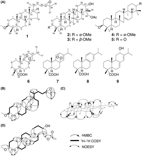 Fig. 1. Isolated compounds from the root of P. densiflora (A) and key correlations of 1H-1H COSY, HMBC (B, D) and NOESY (C).