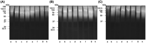 Figure 3. Zymogram of body extract proteases collected in August from groups: A, BE; B, BE-5; C, BE-200; lanes a–h, different colonies.