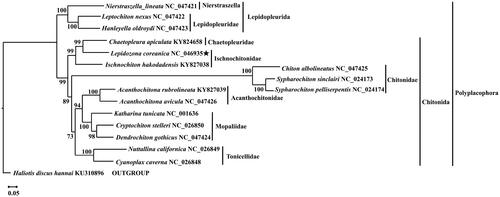 Figure 4. Phylogenetic position of L. coreanica based on 13 mitochondrial protein-coding genes. Sixteen ingroups (Polyplacophora) and one outgroup. Numbers next to each node indicate bootstrap support values. The content in parenthesis after the species name is the GenBank accession number. The following sequences were used: NC_047421 (Irisarri et al. Citation2020), NC_047422 (Irisarri et al. Citation2020), NC_047423 (Irisarri et al. Citation2020), KY824658 (Guerra et al. Citation2018), KY827038 (Cui et al. Citation2019), NC_047425 (Irisarri et al. Citation2020), NC_024173 (Veale et al. Citation2016), NC_024174 (Veale et al. Citation2016), KY827039 (Guo et al. Citation2019), NC_047426 (Irisarri et al. Citation2020), NC_001636 (Boore and Brown Citation1994), NC_026850 (Irisarri et al. Citation2020), NC_047424 (Irisarri et al. Citation2020), NC_026849 (Irisarri et al. Citation2020), NC_026848 (Irisarri et al. Citation2020), and KU310896 (Pu et al. Citation2020).