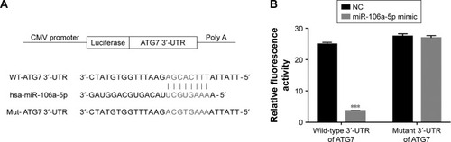 Figure 3 miR-106a-5p directly binds to the 3′-UTR region of ATG7. (A) Schematic of the luciferase construct with the ATG7 3′-UTR containing an miR-106a-5p binding sequence. (B) Dual-luciferase assays of miR-106a-5p and ATG7 3′-UTR. Wild-type or mutant 3′-UTR of ATG7 was cloned into luciferase reporter vectors. AF cells were transfected with NC or miR-106a-5p mimic in addition to the wild-type or mutant luciferase reporter vector and incubated for 48 hours.