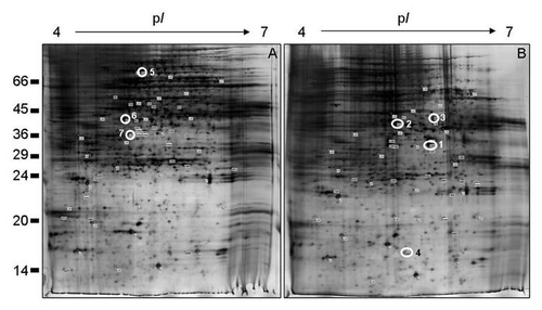 Figure 1 2-D resolution of the maize cultured cells proteins. Comparison of the total proteins of non-habituated (A) and DC B-habituated (B) maize cells. Numbers on the left indicate the positions of the relative molecular mass standards (X1,000 Da), and the isoelectric point (pI) is given at the top. Gels were loaded with 200 µg proteins and visualized by silver staining. The open white circles correspond to the selected spots analyzed by MALDI-TOF/MS or by LC-nanoESI-Q-TOF-MS/MS, which are listed in Table 1.