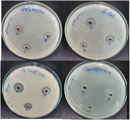 Figure 6 In-vitro Antibacterial study for chitosan gel of A.O-ZnO-NPs (A), Althaea Officinalis extract (B), and A.O-ZnO-NPs (C) using agar cup diffusion method.