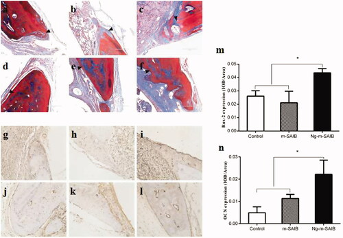 Figure 5. Results of Masson staining after 2 weeks (a–c) and 8 weeks (d–f) in each group, IHC staining for the osteogenic marker Runx-2 in each group after 2 weeks (g–i) and for the osteogenic marker OCN after 8 weeks (j–l) and the corresponding quantitative comparison of osteogenic expression of Runx-2 after 2 weeks (m) and OCN after 8 weeks (n). a, d, g, j: control; b, e, h, k: m-SAIB; c, f, i, l: Ng-m-SAIB. Scale bar, 100 µm; black arrows represent the defect margin, and the results represent the average ± SD, *p < .05, n = 3.