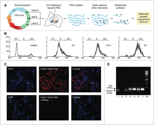 Figure 1. Isolation of nascent RNA at different stages of S-phase progression. (A) Flow chart describing the outline of the nascent RNA capture assay. Cells were synchronized and nascent RNA was isolated by pulsing cells with EtU at 3 timepoints of the S-phase. RNA was subjected to SOLiD sequencing. (B) Flow cytometry showing position of the cell population in cell cycle. Unsync: unsynchronized cells, 2 h, 3.5 h and 5 h: 2 hours, 3.5 hours and 5 hours after block release respectively. (C) EtU incorporation in RNA and not in DNA. Following EtU labeling and Click-IT reaction to add biotin moiety to EtU, the unsynchronized HeLa cells were immunostained using avidin coupled to Texas red (red color). Cell nuclei were stained with DAPI (blue color). (D) Pulldown is specific for EtU treated RNA. Agarose gel picture showing the semi-quantitative RT-PCR products of 28 s RNA. Lanes 1-3: non EtU treated HeLa cell RNA pull down. Lanes 4-6: EtU treated HeLa RNA pull down. Lane 7: control RNA (no pull down).