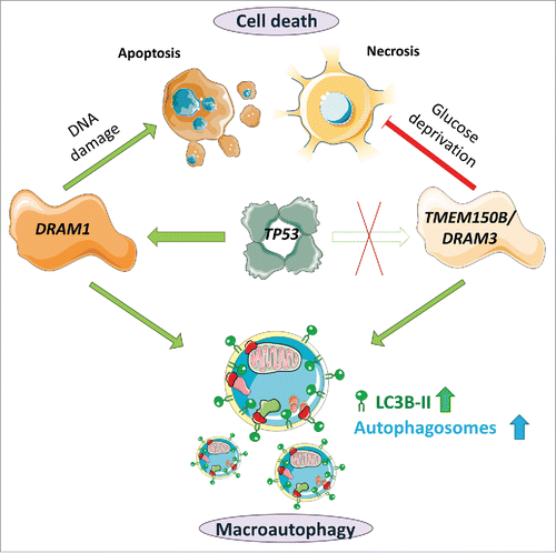 Figure 1. Functional comparison of TMEM150B/DRAM3 and DRAM1. The transcription factor TP53 can bind to the promoter of DRAM1 and induce DRAM1 protein expression, but it does not modulate TMEM150B/DRAM3 levels. Increased levels of DRAM1 and TMEM150B/DRAM3 can increase autophagic flux, but these proteins have differing roles in cell death—DRAM1 is required for maximal apoptosis after TP53 activation, for example after chemotherapy-induced DNA damage, whereas TMEM150B/DRAM3 protects against glucose deprivation-induced necrotic cell death. Image contains components from Servier Medical Art (by Servier), licensed under CC BY 3.0 (https://creativecommons.org/licenses/by/3.0/).