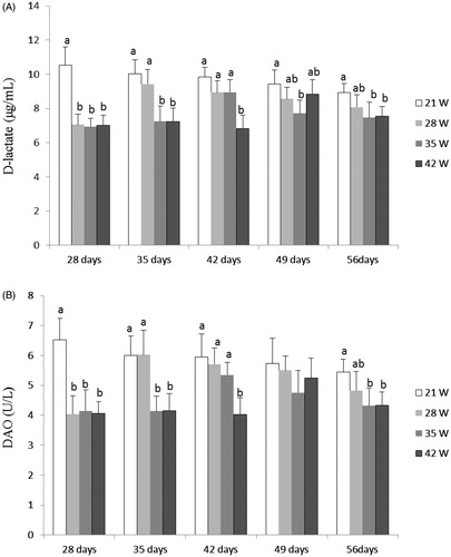 Figure 1. Effects of weaning age (21W, 28W, 35W, 42W) on plasma D-lactate level (A) and DAO activity (B) in piglets at 28, 35, 42, 49 and 56 day old (n = 8 pigs per treatment). a,b,cDifferent letters within a row indicate a significant difference (p < .05) between them. Values are means, with standard deviation represented by vertical bars.