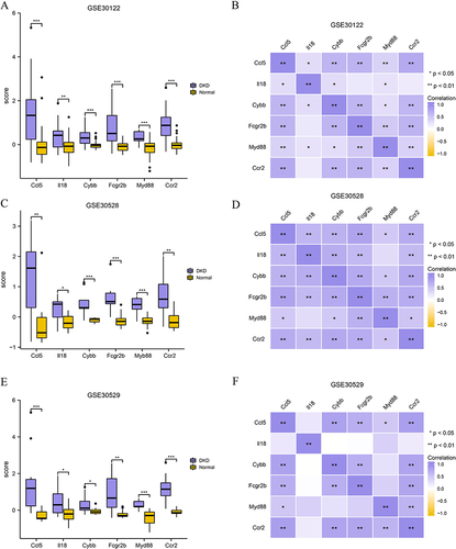 Figure 7 Expression differences and correlation analysis of hub genes. Group comparison of the expression of hub genes in datasets (A) GSE30122, (C) GSE30528, and (E) GSE30529. Correlation heatmap of hub gene expression in datasets (B) GSE30122, (D) GSE30528, and (F) GSE30529. Vs Normal group, *P < 0.05, **P < 0.01 and ***P < 0.001.