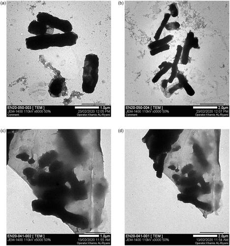 Figure 14. Cell wall damage of E. coli. (a) Untreated E. coli at 1 µm and (b) at 2 µm used as control, whereas (c) present the bacterial cell wall damage of E. coli after treatment with Gemi-AgNPs at 1 µm and (d) at 2 µm.