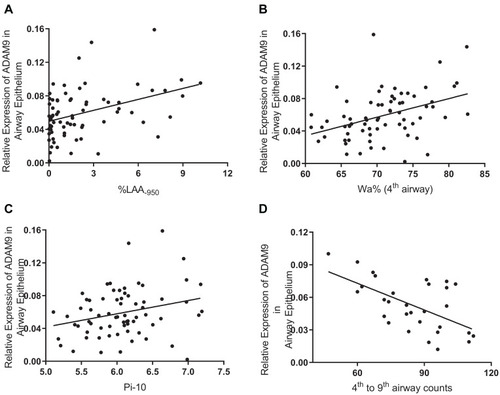 Figure 4 Scatterplots for correlation between airway epithelial ADAM9 expression and CT measured emphysema and airway remodeling. (A) Correlation between airway epithelial ADAM9 expression and %LAA-950 (n=56). (B and C) Correlation between airway epithelial ADAM9 expression and airway remodeling (n=56), including (B) WA% of the 4th airway and (C) Pi10. (D) Association between ADAM9 expression in airway epithelium and airway counts of the 4th to 9th bronchi from RB1 (n=30).