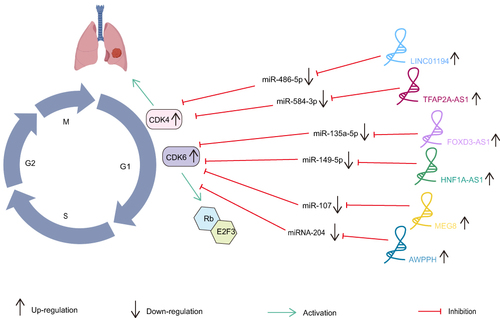 Figure 2 CDK-targeted cell cycle regulation in NSCLC mediated by lncRNA. LINC01194 regulated the miR-486-5p/CDK4 axis and FOXD3-AS1 interacted with miR-135a-5p/CDK6 to promote the proliferation of NSCLC cells. HNF1A-AS1 regulated the miR-149-5p/CDK6 axis and MEG8 interacted with miR-107/CDK6 to facilitate proliferation, invasion and migration of NSCLC. AWPPH/miRNA-204/CDK6 regulatory loop was identified to aggravate the malignant progression of NSCLC and TFAP2A-AS1 contributed to cancer progression by regulating the miR-584-3p/CDK4 axis.Citation71–77