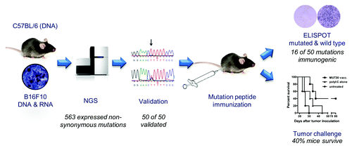 Figure 1. Discovery and characterization of the “T-cell druggable mutanome.”