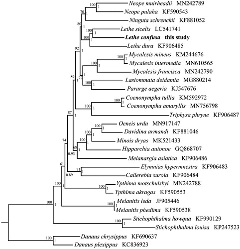 Figure 1. Phylogenetic tree obtained from ML and BI analysis based on 13 concatenated mitochondrial PCGs. Numbers on node are posterior probability (PP) and bootstrap value (BV).