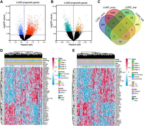 Figure 1 Construct the prognostic signature PLCRC. (A) Volcano plot shows the prognostic oncogene and suppress gene among LUAD cohort; (B) Volcano plot shows the prognostic oncogene and suppress gene among LUSC cohort; (C) Venn diagram shows the intersect oncogene and suppress gene in both LUAD and LUSC cohorts; (D) Heatmap shows the 47 intersected genes distribution in LUAD cohort; (E) Heatmap shows the 47 intersected genes distribution in LUSC cohort.