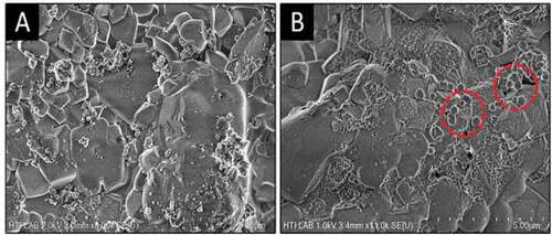 Figure 4. SEM micrographs of wollastonite composite (a) before, and (b) after immersion in SBF