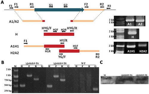 Fig. 3 (Colour online) Construction of FpbHLH9 deletion mutants. (a) Schematic diagram of genome region of FpbHLH9 and primers located for gene replacement with split-marker strategy and screening of mutant. The primers are listed in Table 1. (b) Verification of incorporation into genomic DNA by PCR using 4 pairs of primers, which was used to analyse HPH (H2F+H2R), upstream (F3+H1R), downstream (H1F+R3) and the FpbHLH9 gene (G1+G2) positivity. Amplified fragments were 523, 1234, 867 and 320 bp. WT, wild-type strain WZ2-8; M, molecular markers; H, hygromycin; G, FpbHLH9 gene; F, upstream; R, downstream. (c) Southern blot analysis using digoxin-labelled HPH gene and HindⅢ-digested genomic DNA.