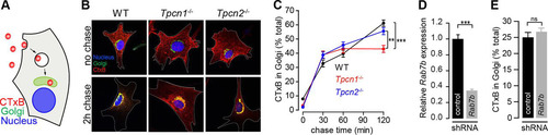 FIG 6 Impact of knockout expression of Tpcn1A/B or Tpcn2 in cholera toxin trafficking. (A) Schematic representation of CTxB trafficking from the plasma membrane to the Golgi apparatus. (B) Representative images for 0-min (no chase) and 120-min chase periods at 37°C, after 30 min incubation on ice with Alexa Fluor 555-labeled CTxB. Cells were immunolabeled with an antibody against the Golgi apparatus marker protein GM130. Cell boundaries are identified with a white broken line. (C) Quantification of CTxB levels in the Golgi apparatus at the indicated chase time after the CTxB binding period (n = 56 to 93). (D, E) Effects of treatment of WT MEFs with shRNA (shRNA targeting Rab7b or a scrambled sequence control) on relative Rab7b mRNA levels determined by RT-qPCR (D) and on CTxB levels in the Golgi apparatus after a chase period of 120 min (E) (n = 32 to 36). Data points correspond to the mean ± SEM. ns, no significant difference (P > 0.05); **, P < 0.01; ***, P < 0.001. Primary MEFs (passage numbers, <5) were used in all experiments.