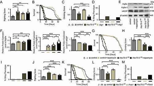 Figure 6. Autophagy induction did not rescue symptomatic phenotypes in Hsc70-5 knockdown flies. (A) Quantification of larval righting reflex, (B) Lifespan of flies at 25°C, (C) Climbing ability of 4-d-old flies and (D) Percentage of flies with defective wing phenotype expressing Atg1 in the elav>Hsc70-5KK100233,tub-GAL80ts background. (E) Western blot showing levels of Atg8a, Atg8a-II, and ref(2)P in rapamycin-treated flies in the elav>Hsc70-5KK100233,tub-GAL80ts background. βTub56D was used as a control. (F) Quantifications of protein levels of Atg8a, Atg8a-II, and ref(2)P. (G) The lifespan of flies with rapamycin treatment in the elav>Hsc70-5KK100233,tub-GAL80ts background at 25°C. (H) The climbing ability of 4-d-old flies, and (I) percentage of flies with defective wing phenotype with rapamycin treatment in the elav>Hsc70-5KK100233,tub-GAL80ts background. (J) Quantification of larval righting reflex, (K) Lifespan of flies at 25°C, (L) Climbing ability of 4-d-old flies, and (M) percentage of flies with defective wing phenotype expressing Pink1 in the elav>Hsc70-5KK100233,tub-GAL80ts background. The standard error of mean and standard deviation are shown as a box and a black line. * p < 0.05, ** p < 0.01, *** p < 0.001