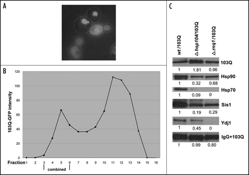 Figure 5 Isolation and analysis of 103Q aggregates from cells without prions. (A) Morphology of 103Q aggregates formed in hsp104 cells differs significantly from those in wild type cells (Fig. 1A). (B) Fractions after gel filtration of lysates of hsp104 cells expressing 103Q analyzed by immunoblot with anti-GFP antibody, and quantified by Quantity One software (Bio-Rad). (C) Comparison of chaperones in immunoprecipitates from the wild type and mutant cells. Immunoblot with the respective antibodies (indicated on the right). To detect 103Q, true blot rabbit anti-mouse IgG was used as a secondary antibody. The aggregates were isolated from equal volumes of yeast cultures and solubilized in equal volumes of the Laemmli loading buffer.