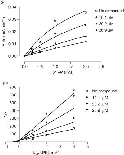 Figure 3. Substrate titration reveals that compound 2 is a classical competitive inhibitor that inhibits substrate binding (constant K m) but not substrate catalysis (V max). (a) Velocity curves performed with PIP1B in the presence of increasing concentrations of compound 2. (b) Lineweaver–Burk transformations of data from (a). Data are expressed as mean initial velocity for n = 3 replicates at each substrate concentration.