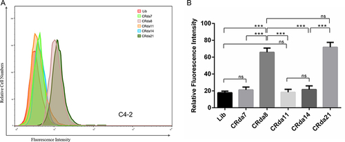 Figure 2 Binding of the selected aptamers to C4-2 cells analyzed by flow cytometry (n = [1 + 6×6] × 3). (A) The binding ability of CRda7, CRda8, CRda11, CRda14 and CRda21 with C4-2 cells were respectively evaluated by flow cytometry. (B) Quantitative analysis of binding affinity of 5 selected aptamer candidates with C4-2 cells. The Lib represents a random DNA sequence as negative control. Data represented as mean ± standard deviation (The experiments were repeated three times independently). ***P < 0.001.