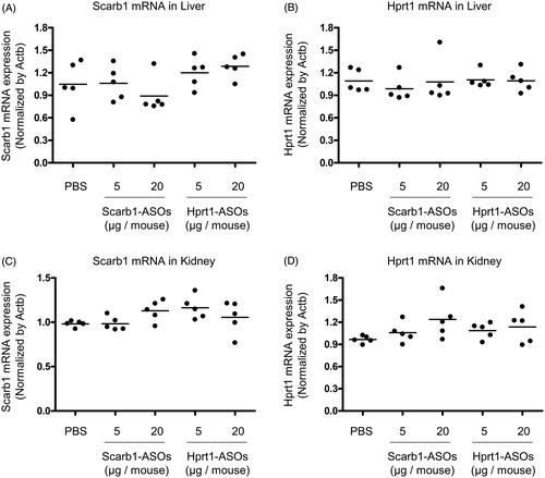 Figure 6. The KD effect of Scarb1-ASOs and Hprt1-ASOs in murine liver and kidney in vivo. Scarb1-ASOs or Hprt1-ASOs were intratracheally administered to C57BL/6 mice. One day after the administration, the liver (A and B) and kidney (C and D) were collected and the expression of Scarb1 mRNA and Hprt1 mRNA was measured. The dots indicate each measurement in mice (n = 5). Horizontal bars indicate the mean values.